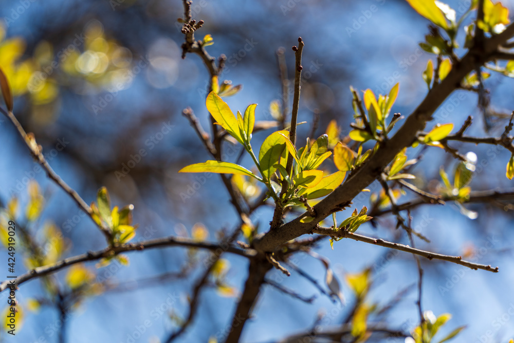 young leaves of Texas Live Oak against blue sky young leaves of Texas Live Oak against blue sky
