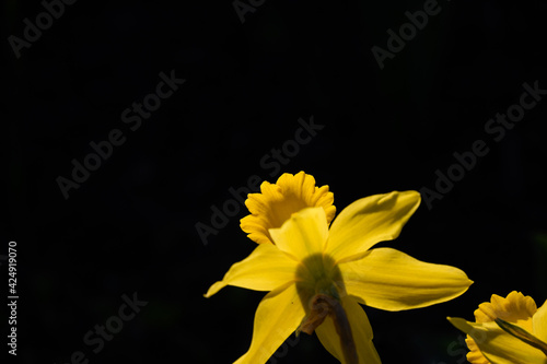 Dramatic closeup of bright yellow daffodils in full sun against a dark background
