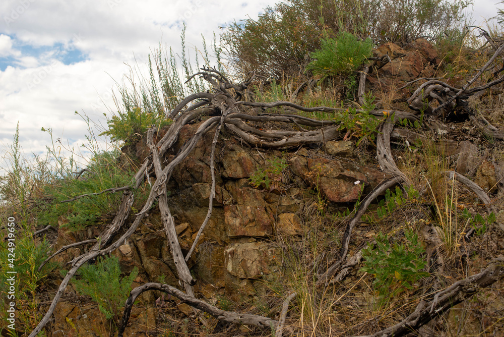 A close up of a tree photo