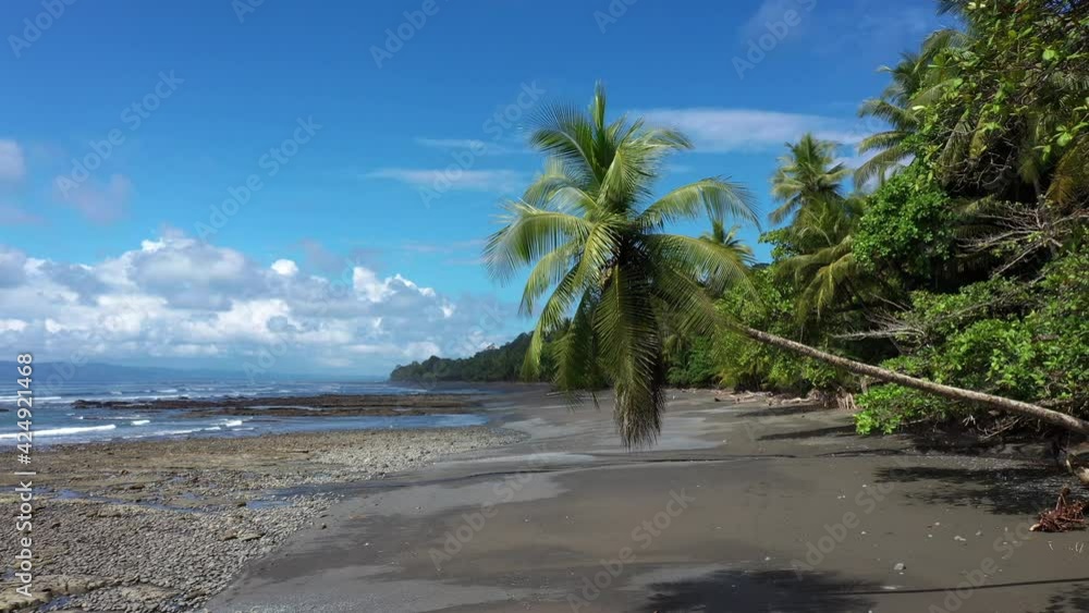 Classic idyllic palm tree on an empty beach by the ocean aerial Costa Rica sunny day Classic idyllic palm tree on an empty beach by the ocean aerial Costa Rica sunny day