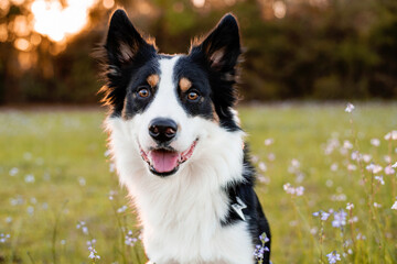 Border collie enjoying a field with purple flowers, portrait of a trained dog  