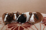 baby guinea pigs funny pets brown pets with fur