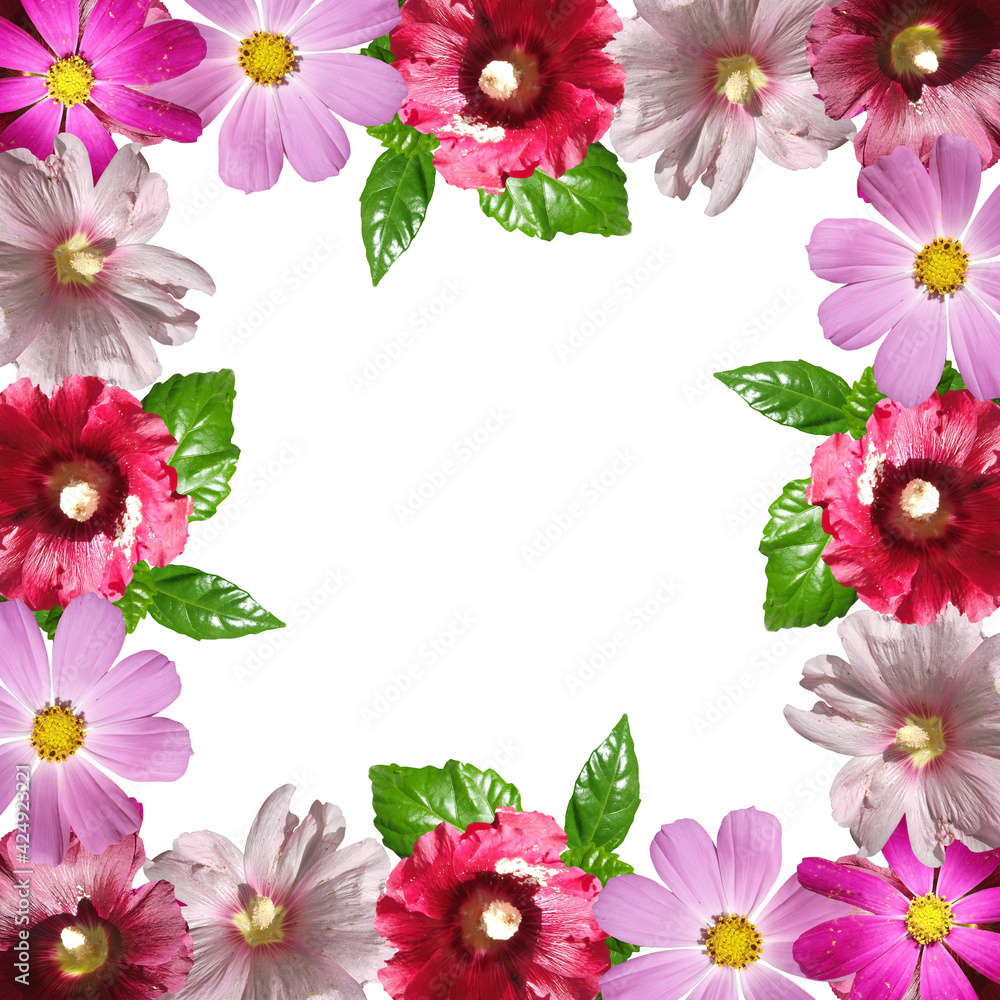 Beautiful flower frame made of mallow and cosmea. Isolated