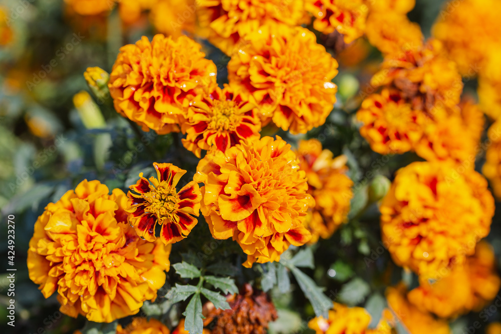 Chrysanthemums flower in the garden at spring day Chrysanthemums flower in the garden at spring day