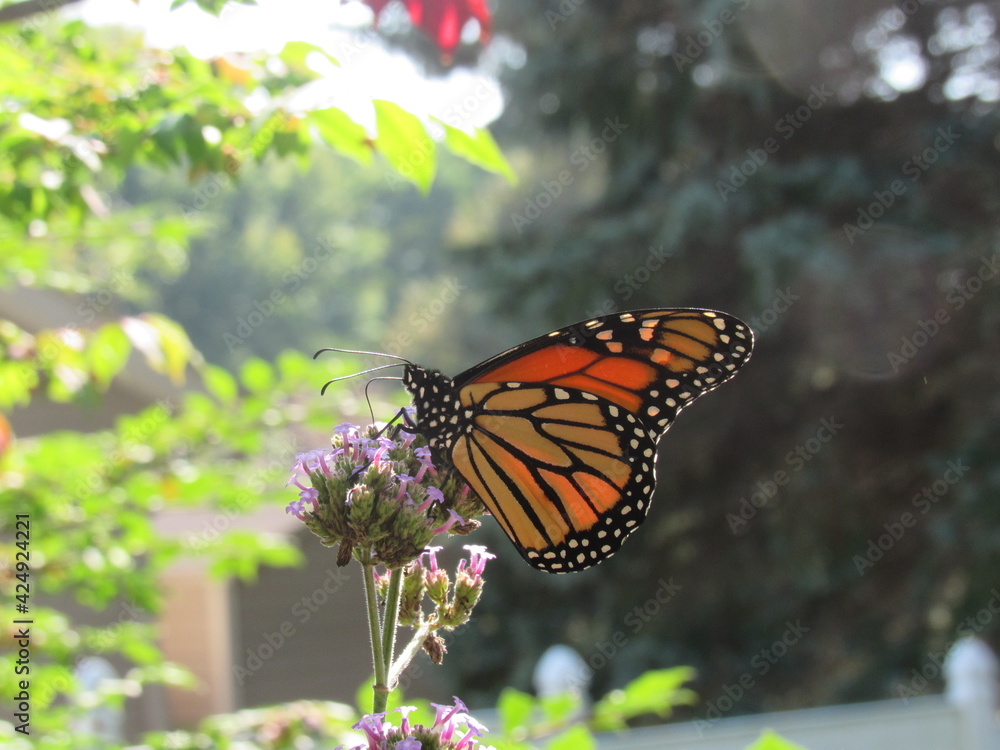 monarch butterfly on a flower monarch butterfly on a flower
