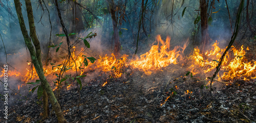 Forest fire is burning primarily as a surface fire, spreading along the ground