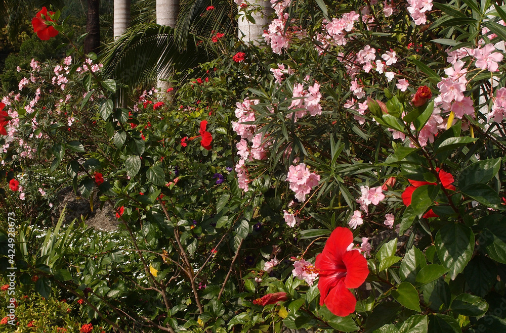 Obraz premium Hibiscus Flower.