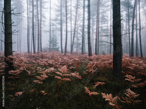 nebliger Wald mit roten Farnpflanzen im Herbst photo
