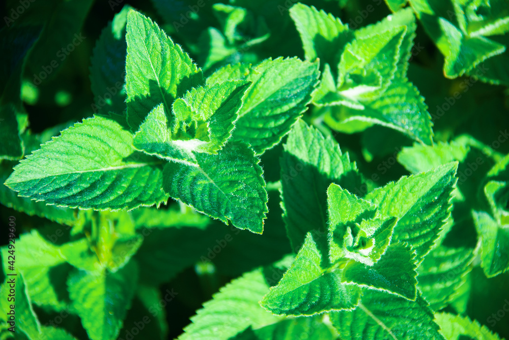 Peppermint leaves in the garden. Green leaves background Peppermint leaves in the garden. Green leaves background