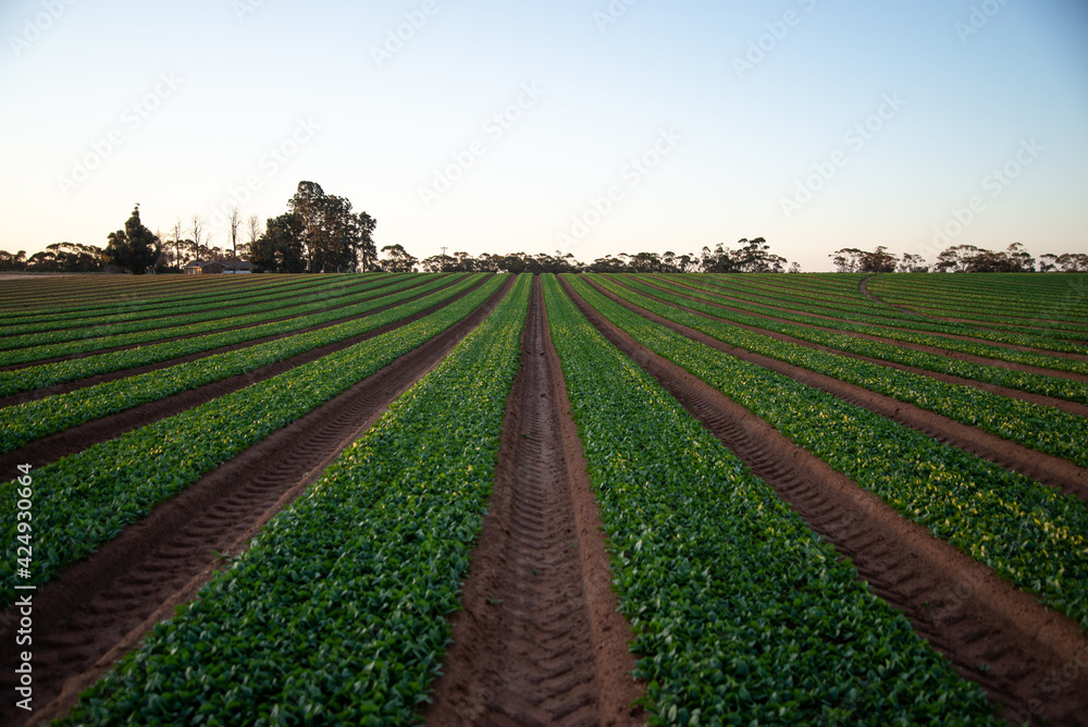 Spinach Agricultural Field before the Harvest. Farm Work
