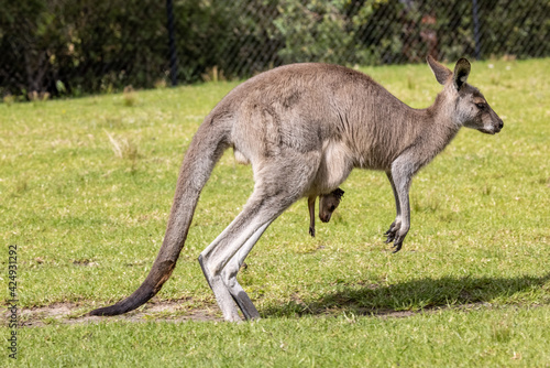 Eastern Grey Kangaroo hopping with joey in pouch