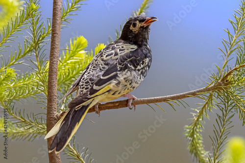 Regent Honeyeater photo