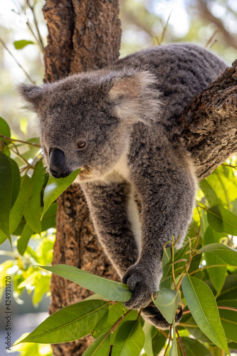 Koala feeding on gum leaves © Ken Griffiths