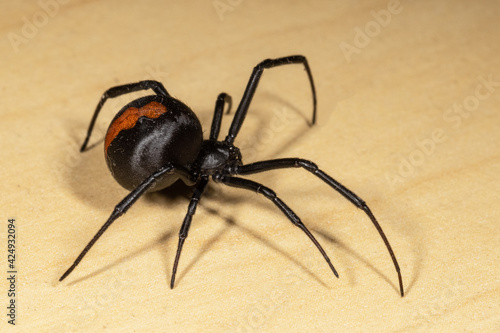 Leinwand Poster Redback Spider
