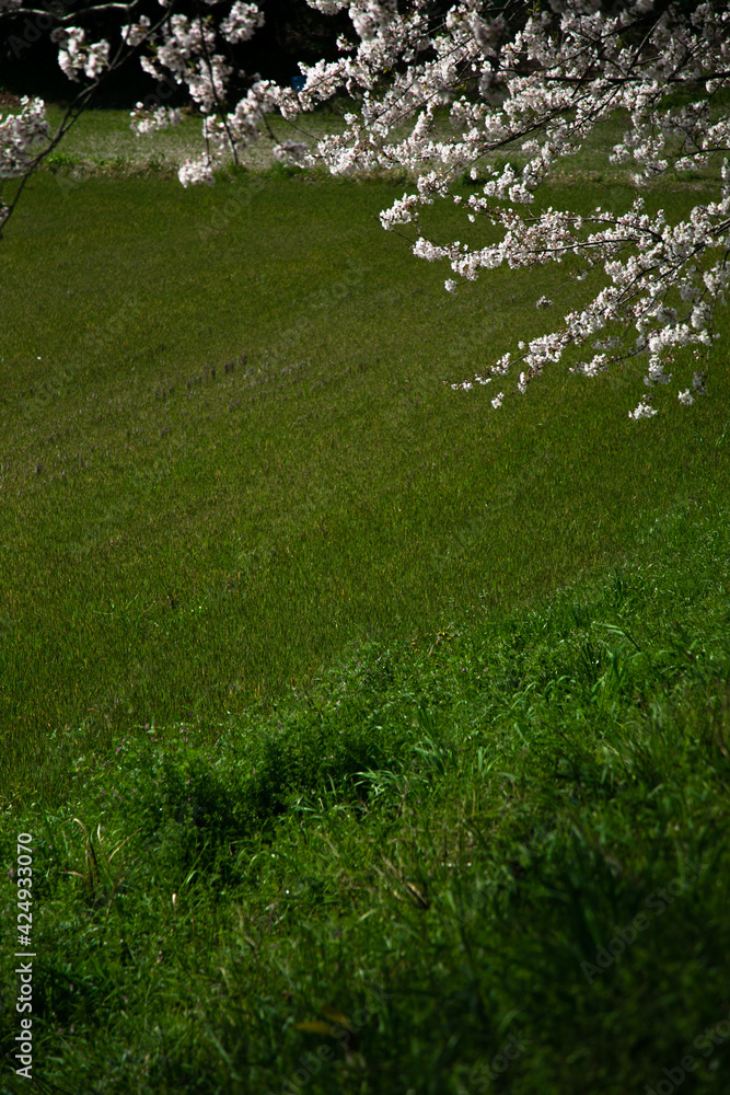 緑の草原を背景に桜 緑の草原を背景に桜