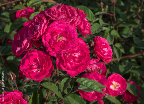 Spring blooming roses flower bed in the park. Closeup view of Rosa Nur Mahal flower clusters of fuchsia and pink petals blossoming in the garden.