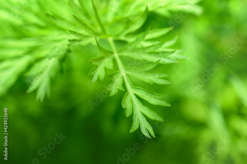 Blurred background. Fresh green carrot tops  top view. Green background.