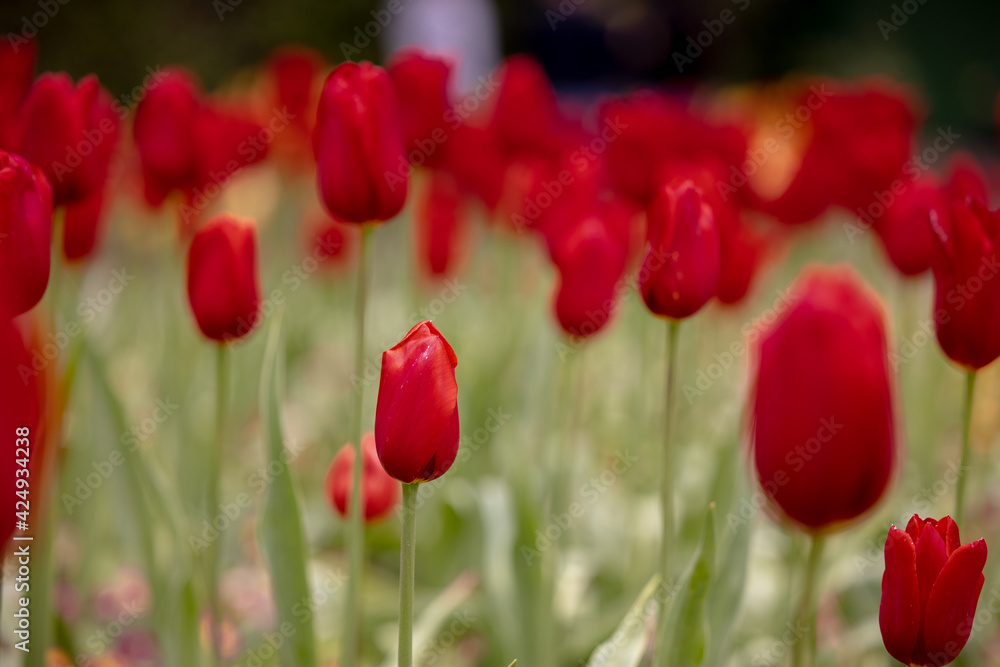 Obraz premium red tulip