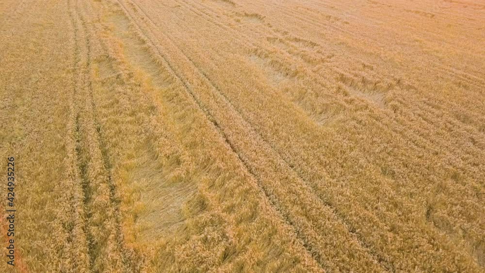 Aerial view of ripe farm field ready for harvesting with fallen down broken by wind wheat heads. Damaged crops and agriculture failure concept. Aerial view of ripe farm field ready for harvesting with fallen down broken by wind wheat heads. Damaged crops and agriculture failure concept.
