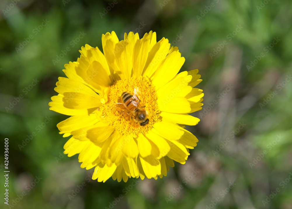Close up of one honey bee on a Yellow Baileya Multiradiata, or Desert Marigold, Flower collecting pollen. Green leaves in background OOF. Close up of one honey bee on a Yellow Baileya Multiradiata, or Desert Marigold, Flower collecting pollen. Green leaves in background OOF.