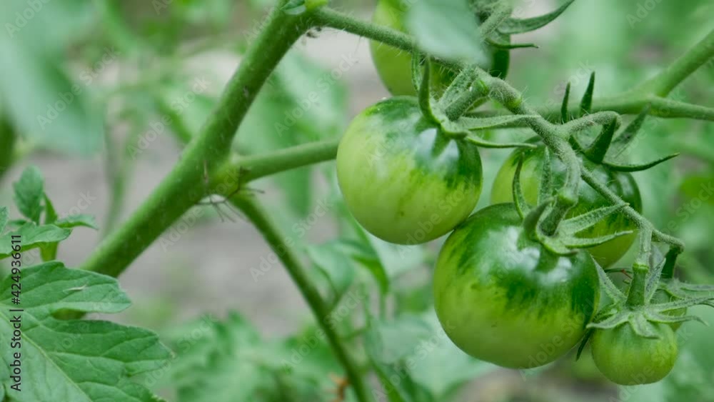 Unripeness bunch of green tomatoes on bush. Growing selected tomato in greenhouse. Food production concept. Organic vegetable production Unripeness bunch of green tomatoes on bush. Growing selected tomato in greenhouse. Food production concept. Organic vegetable production