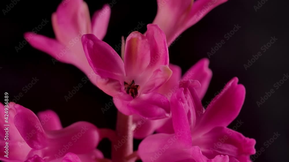 Close-up Time Lapse Blooming Pink Flowers and Purple Plants. Detailed Macro Shot Growing Petals in Botanical Backdrop. Lovely Romantic and Natural Freshness Pastel Decoration Growth Flourish Flower 4k Close-up Time Lapse Blooming Pink Flowers and Purple Plants. Detailed Macro Shot Growing Petals in Botanical Backdrop. Lovely Romantic and Natural Freshness Pastel Decoration Growth Flourish Flower 4k