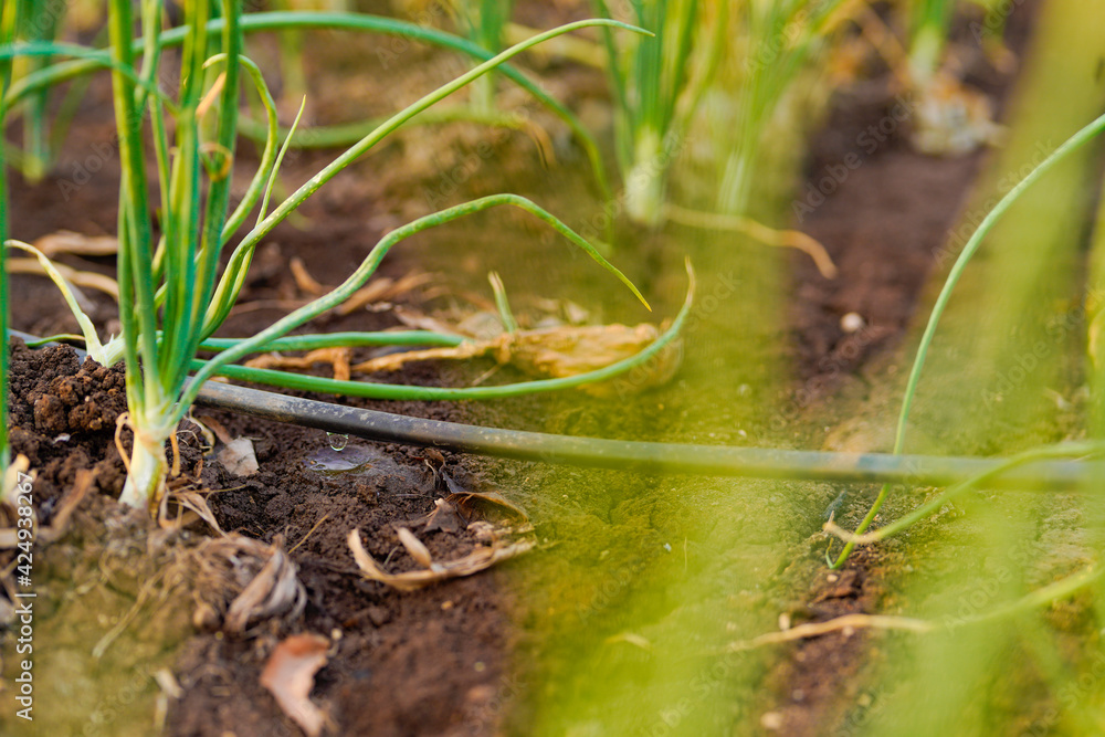 Obraz premium Onion agriculture field at india