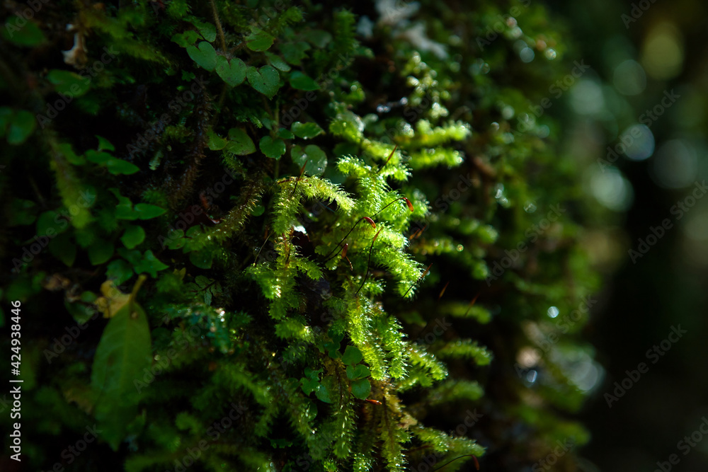 Bright green moss perched on the trees in the forest, the background has beautiful bokeh, the tone is fresh and bright. Use it as a wallpaper or as a background.