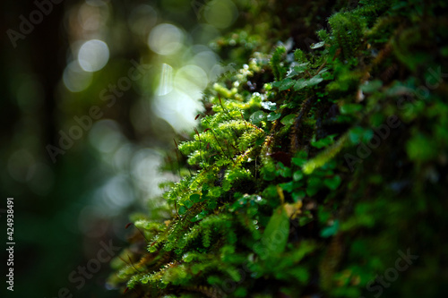 Bright green moss perched on the trees in the forest  the background has beautiful bokeh  the tone is fresh and bright. Use it as a wallpaper or as a background.