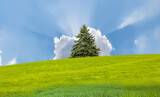 Beautiful landscape with green grass field and lone pine tree 