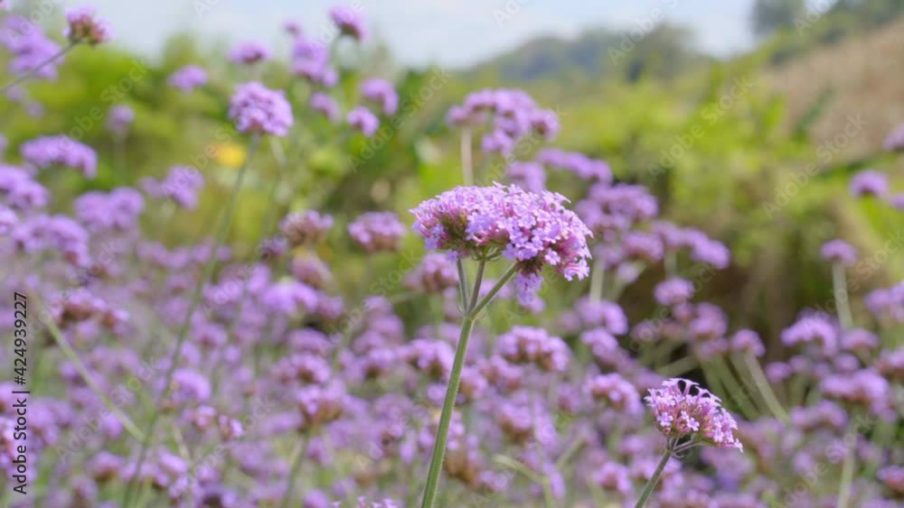 Verbena Flower field in windy day Verbena Flower field in windy day
