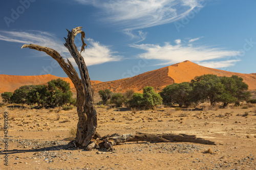 Fototapeta Naklejka Na Ścianę i Meble -  Sand dunes in Namib Naukluft National Park of Namibia, Southern Africa.
