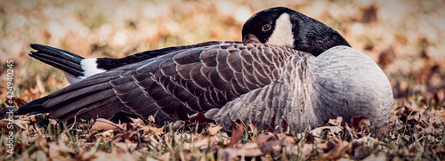 country goose branta canadensis