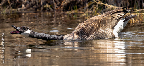 country goose swimming