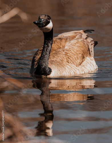 goose on the water