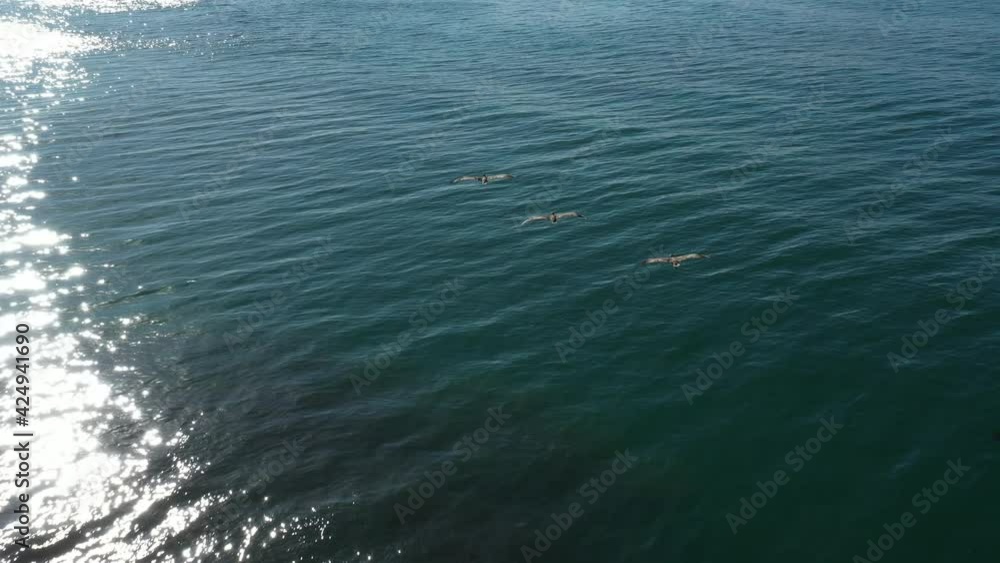 Pelicans flying over amazing blue water with sunbeams Costa Rica aerial shot Pelicans flying over amazing blue water with sunbeams Costa Rica aerial shot