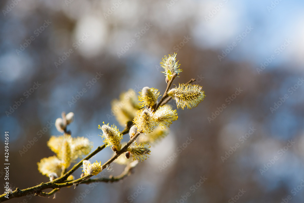fluffy yellow flowers bloom on a willow branch. Yellow flowers of a willow on a branch in the spring forest. beautiful festive spring background. nature, bokeh, close-up, Macro photo, text