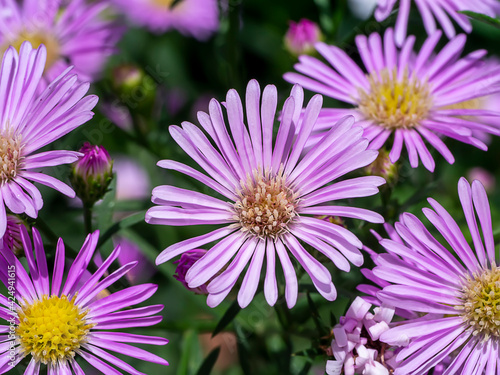 Close up Marguerite Daisy flower.