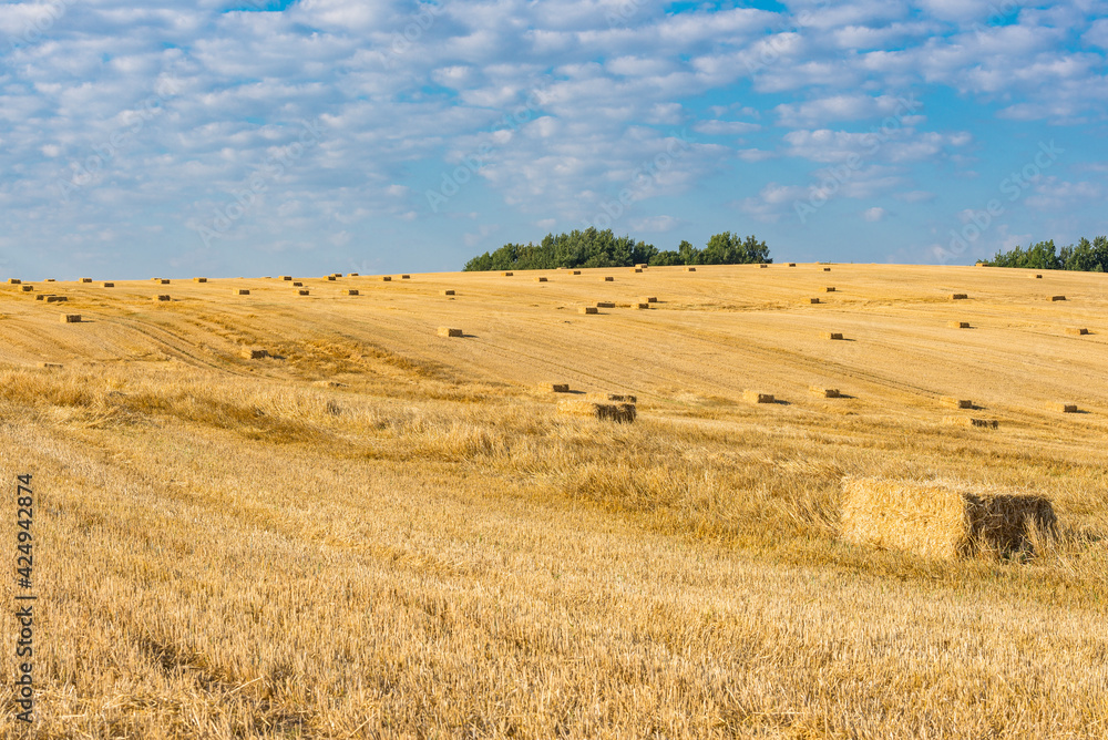 Harvest time in Belarusian countryside