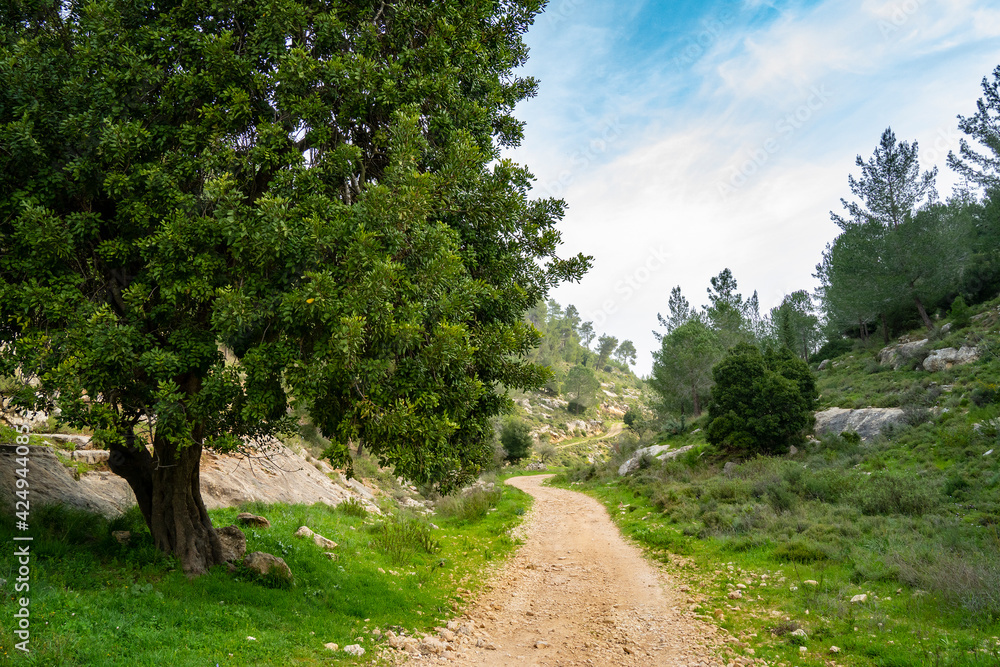 A Carob Tree by a path in Israel