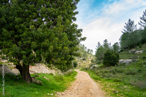 A Carob Tree by a path in Israel