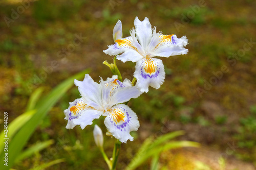 シャガの花