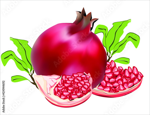 pomegranate fruit illustration vector image and pomegranate seeds