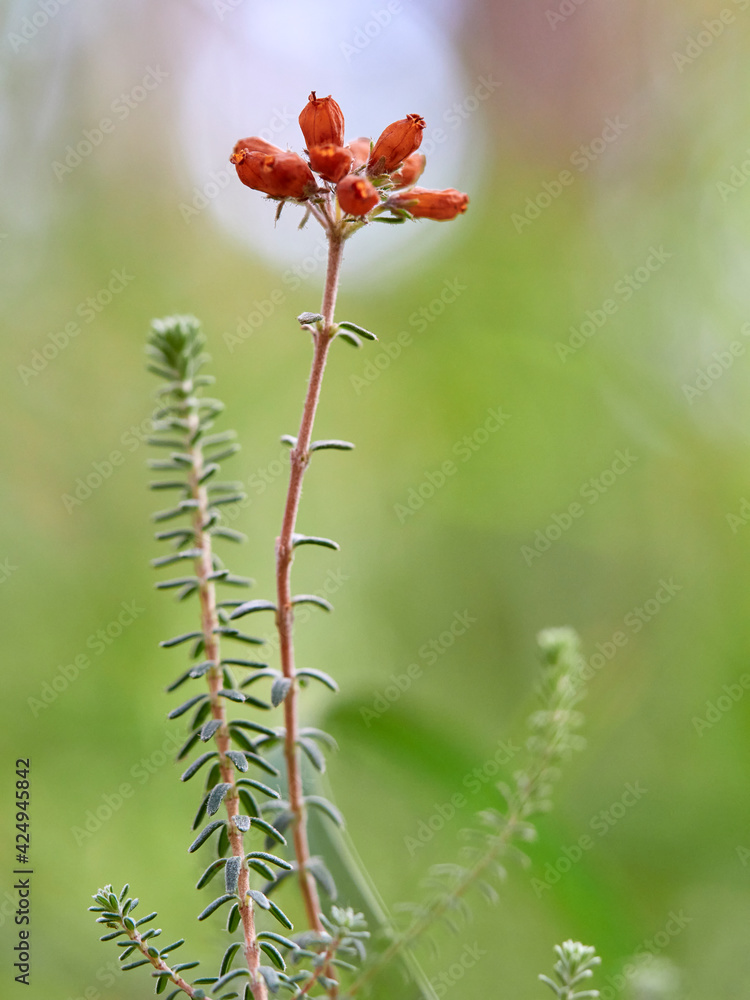 Glocken-Heide, Morr-Glockenheide, Erica tetralix Glocken-Heide, Morr-Glockenheide, Erica tetralix
