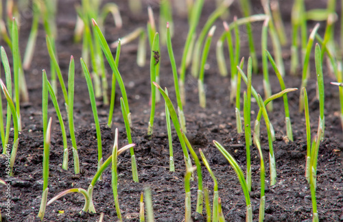 Young sprouts of wheat, growing grain crops in the field