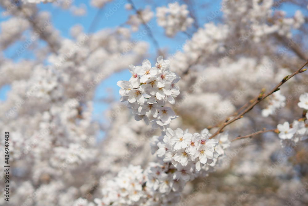 Cherry blossom flowers of spring