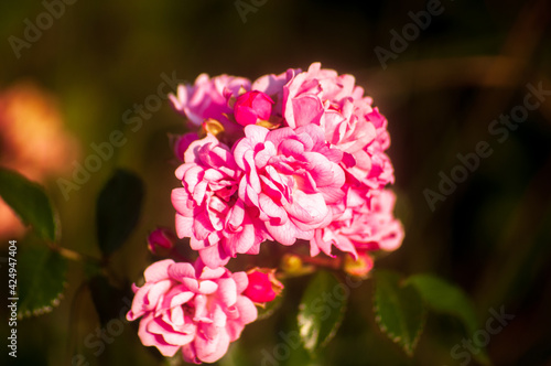 Wallpaper Mural fiori Torontodigital.ca