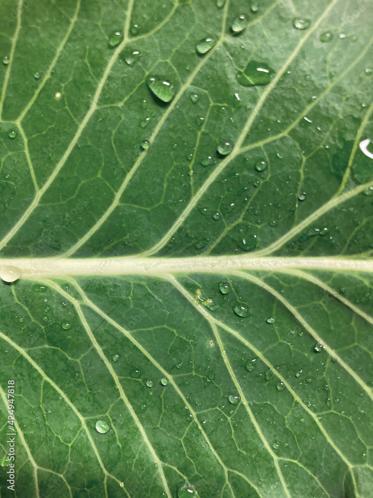 초록 식물 케일 줄기