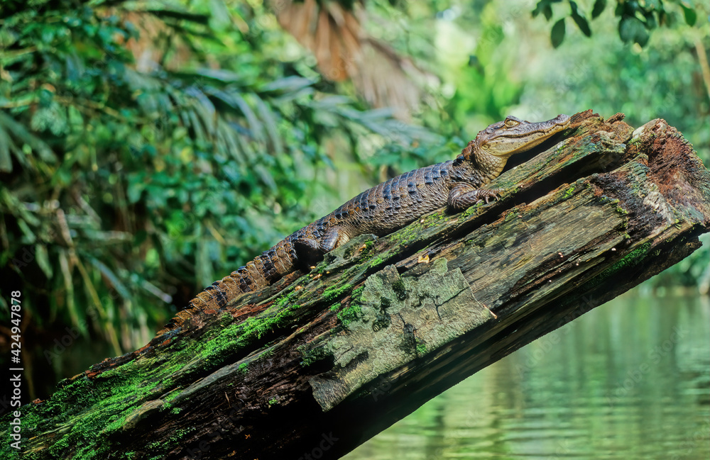 The spectacled caiman (Caiman crocodilus), also known as the white caiman, The spectacled caiman (Caiman crocodilus), also known as the white caiman,