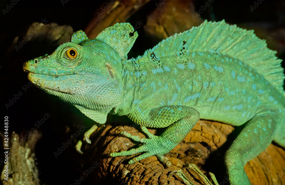 Fototapeta premium Plumed basilisk